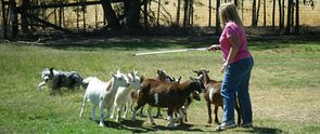 Sandy herding2